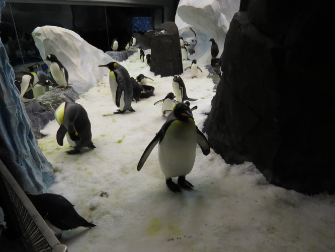 Seaworld Orlando Penguins Up Close Tour Review With Photos And Video