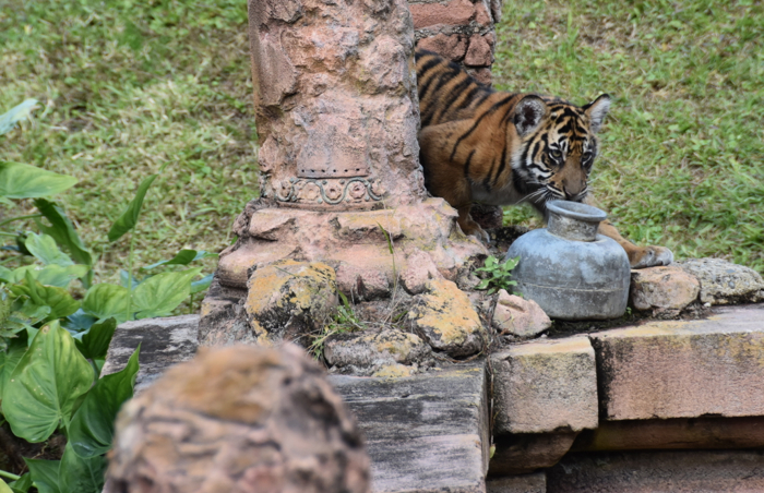 PHOTOS: Watching the Tiger Cubs Play at Disney's Animal Kingdom