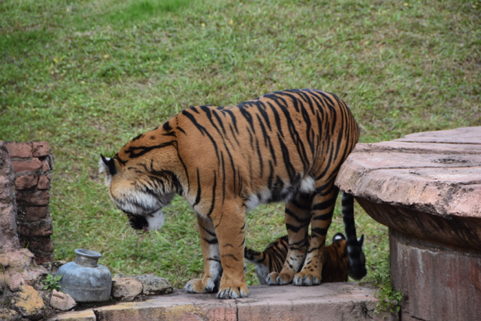 PHOTOS: Watching the Tiger Cubs Play at Disney's Animal Kingdom