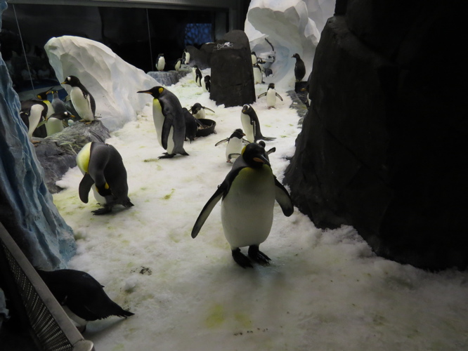 SeaWorld reveals more details for Penguin Trek coaster