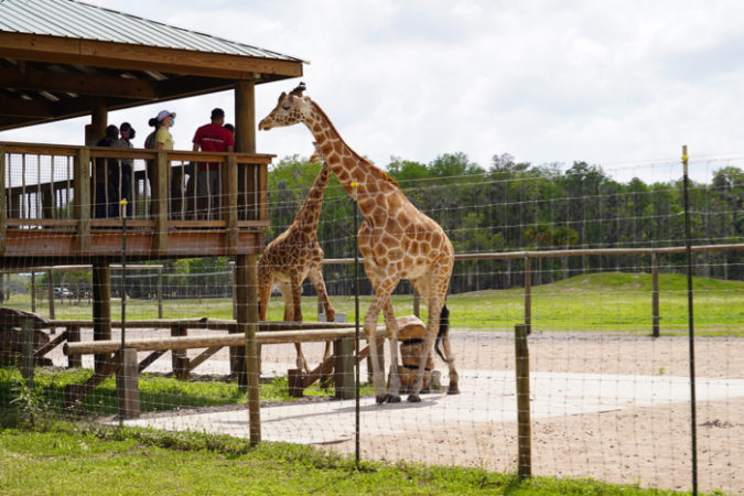 A Visit to Wild Florida Drive-Thru Safari Park with Giraffe Feeding ...