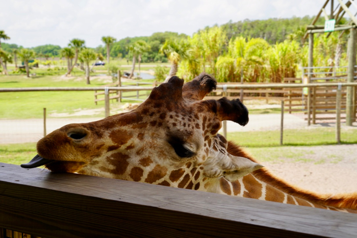 safari park feed giraffes