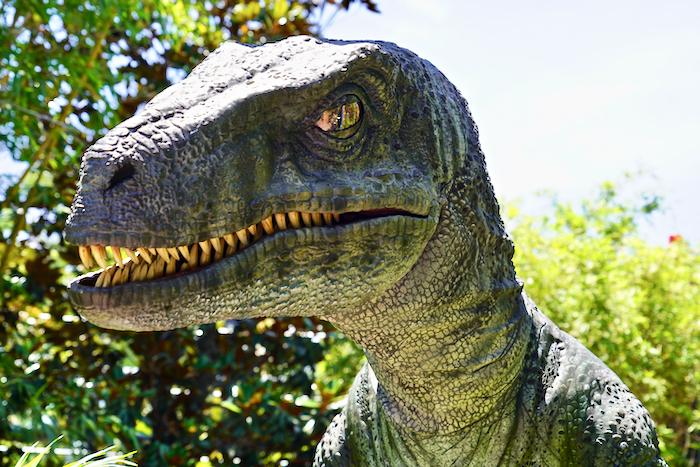 New Raptor Bravo Added to Universal's Raptor Encounter at Islands of ...