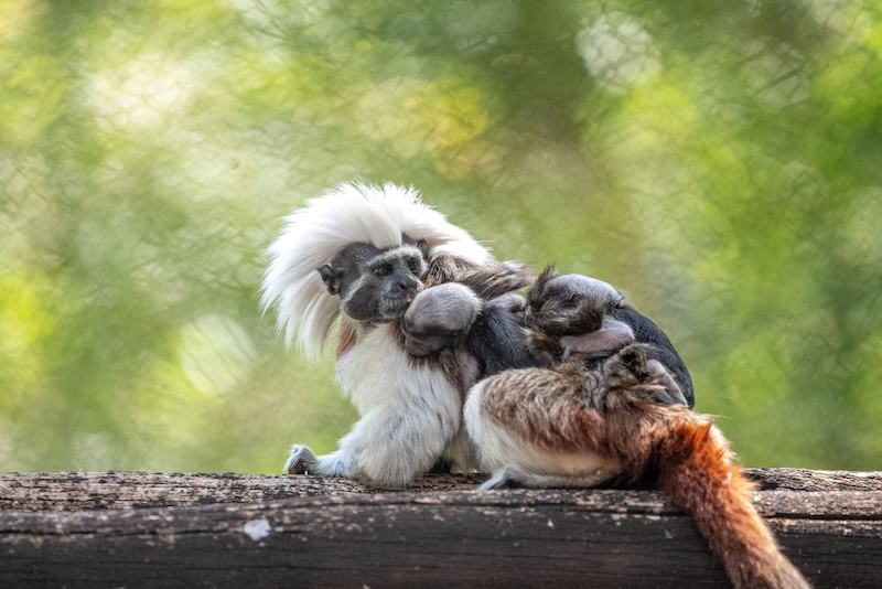Potter Park Zoo Celebrates the Birth of a Cotton-Top Tamarin Baby