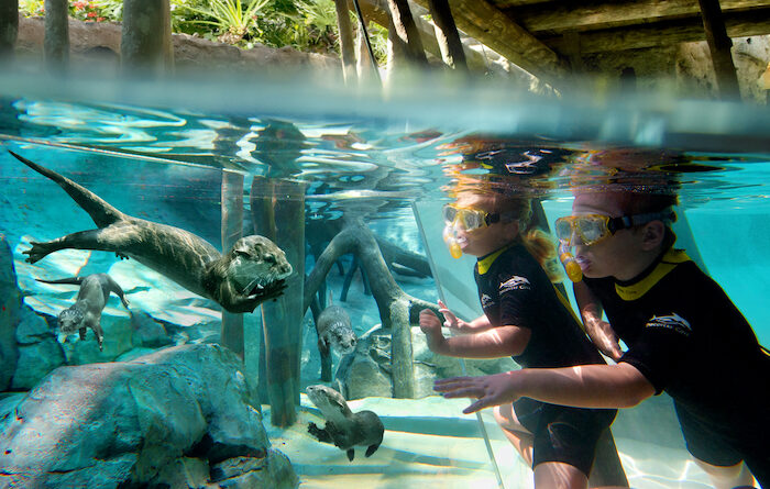 Otter Interaction at Discovery Cove During Ultimate Animal Experience