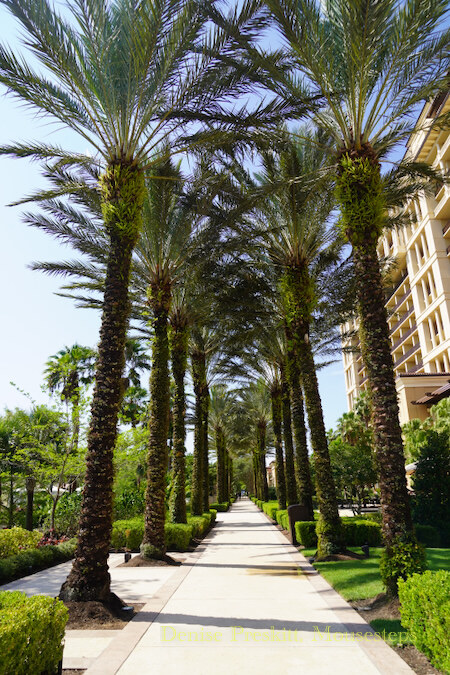 Palm Pathway at Four Seasons Resort Orlando