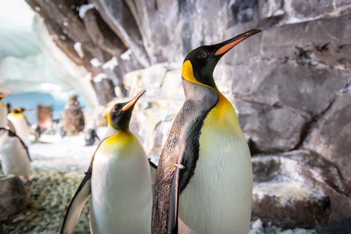 Penguins at Penguin Trek