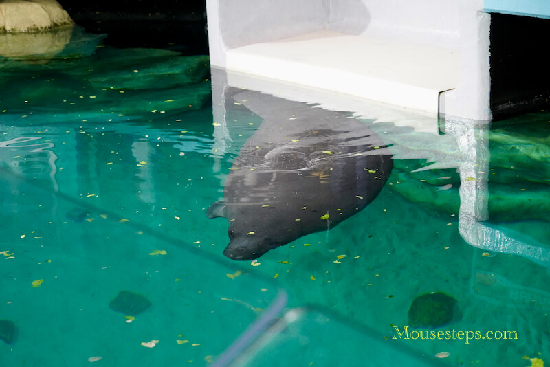 Manatee at EPCOT