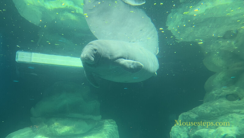 Manatee at EPCOT