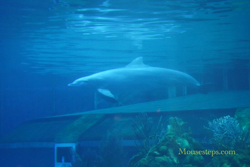 Dolphin at EPCOT