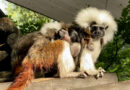 Cotton-top tamarin