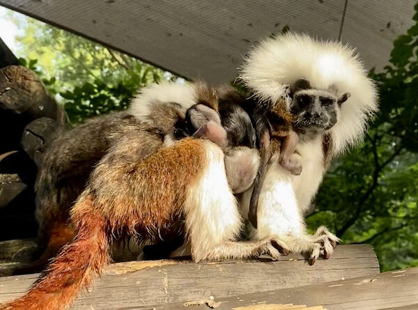 Cotton-top tamarin