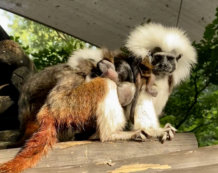 Disney Cotton Top Tamarin Triplet