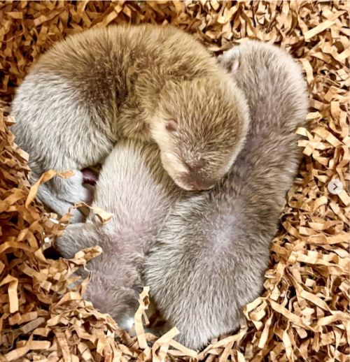 Baby Otters at Disney's Animal Kingdom