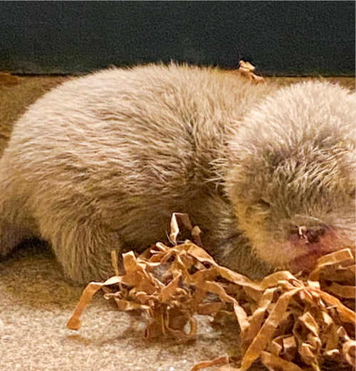 Baby Otters at Disney's Animal Kingdom