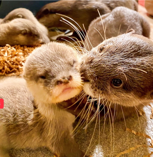 Baby Otters at Disney's Animal Kingdom