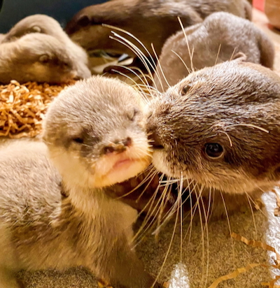 Baby Otters at Disney's Animal Kingdom